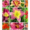 hemerocallis-liliowiec mix