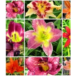 hemerocallis-liliowiec mix hemerocallis-liliowiec mix