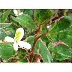 Houttuynia cordata Fantasy Houttuynia cordata Fantasy