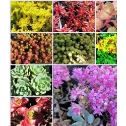 sedum - rozchodnik płożący sedum - rozchodnik płożący