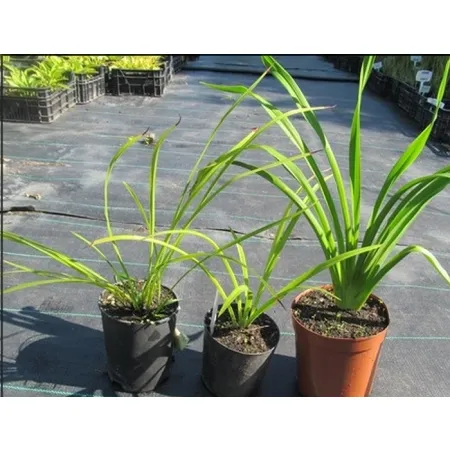 hemerocallis-liliowiec mix kolor