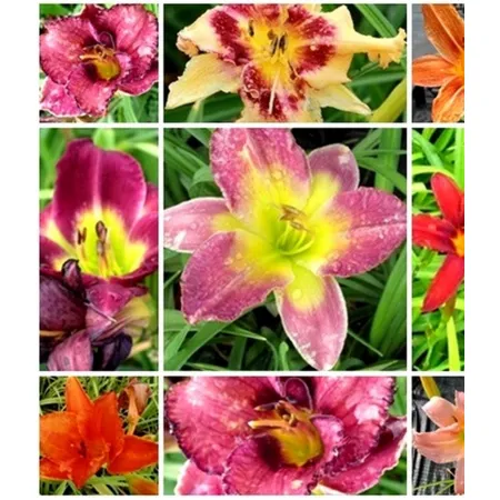 hemerocallis-liliowiec mix