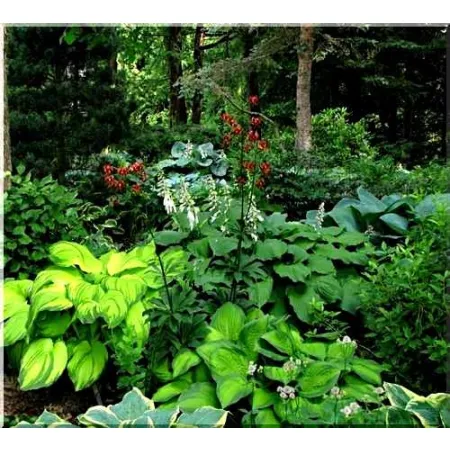 hosta - funkia mix