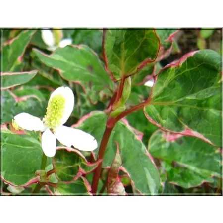 Houttuynia cordata Fantasy